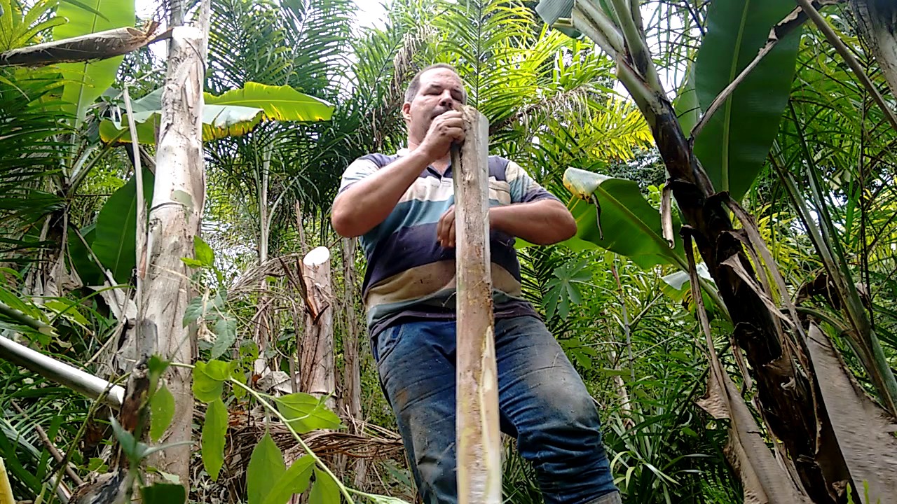 Forma correta de cortar e descascar palmito pupunha.