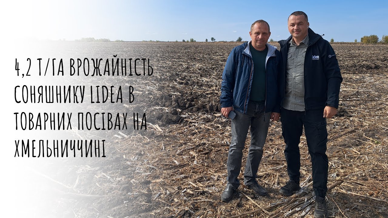 Більше 4 т/га показав гібрид соняшнику Lidea в товарних посівах ФГ 