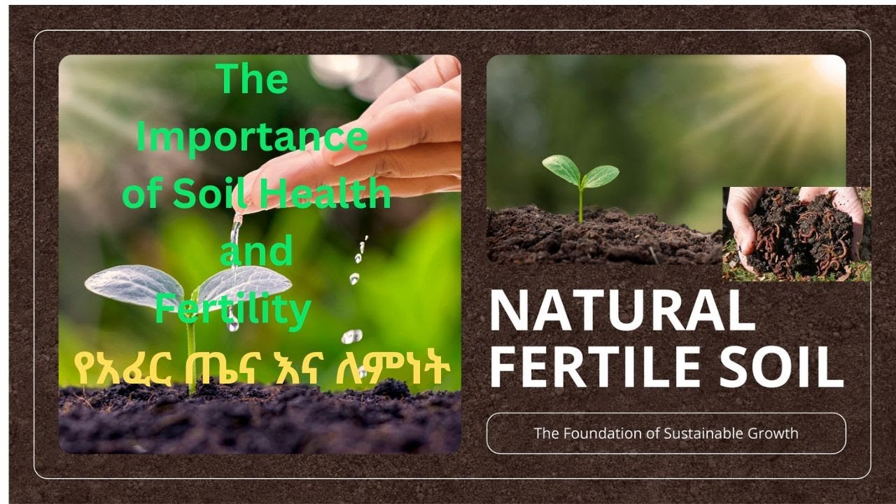 The Importance of Soil Health and Fertility/የአፈር ጤና እና ለምነት አስፈላጊነት