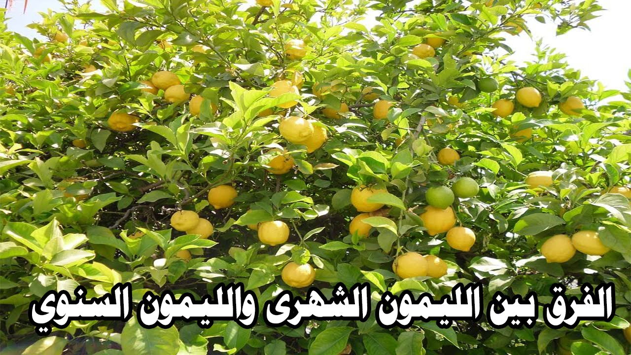 الفرق بين الليمون الشهري وانواع الليمون الاخري