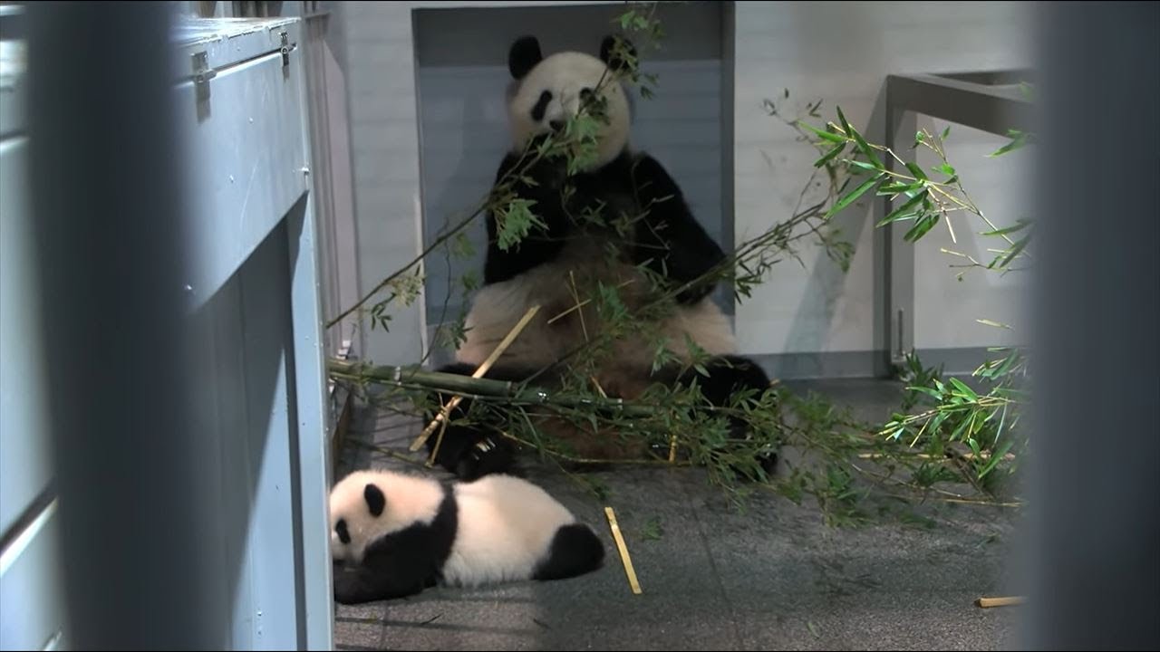 ハイハイできるようになったよ！　上野動物園の双子パンダ成長記（9月28日）
