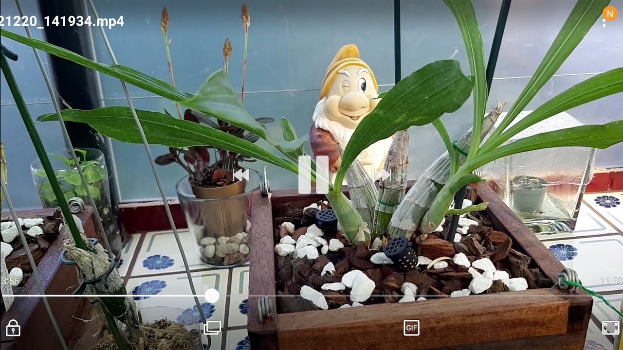 ACTUALIZACIÓN DE ORQUIDEAS CATASETUM Y CYNNOCHE