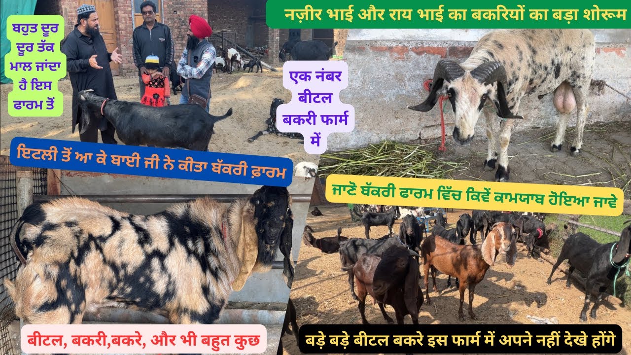 नज़ीर भाई के फार्म में रहती है हर समय टॉप क्लास बीटल बकरी Rai goat farm (ilti Lana tv)#iltilanatv