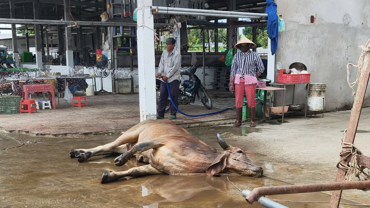 Giải cứu chú bò xuống xe té xỉu 