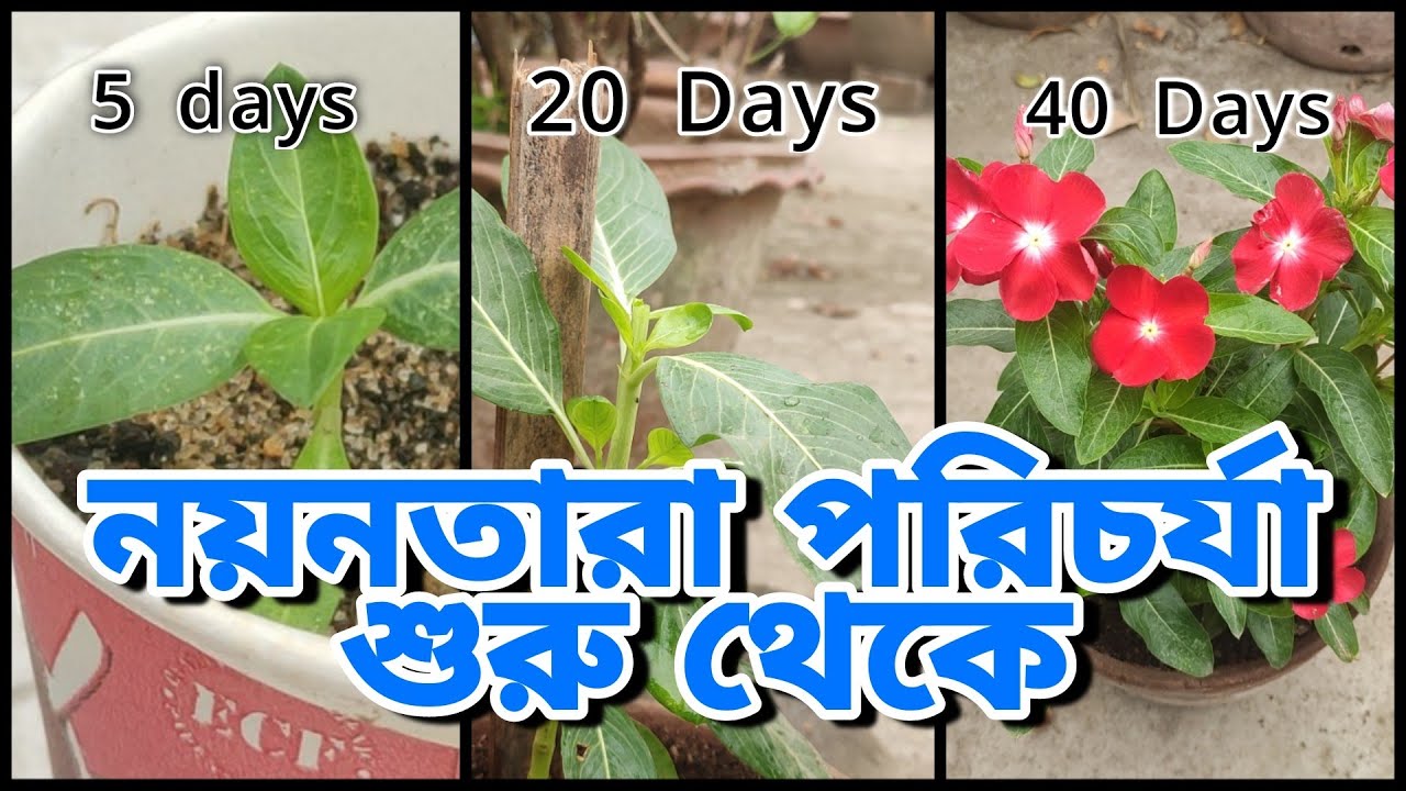 নয়নতারা ফুল  গাছের সম্পূর্ণ পরিচর্যা | How to grow Vinca/Madagascar Periwinkle easily inside a pot |