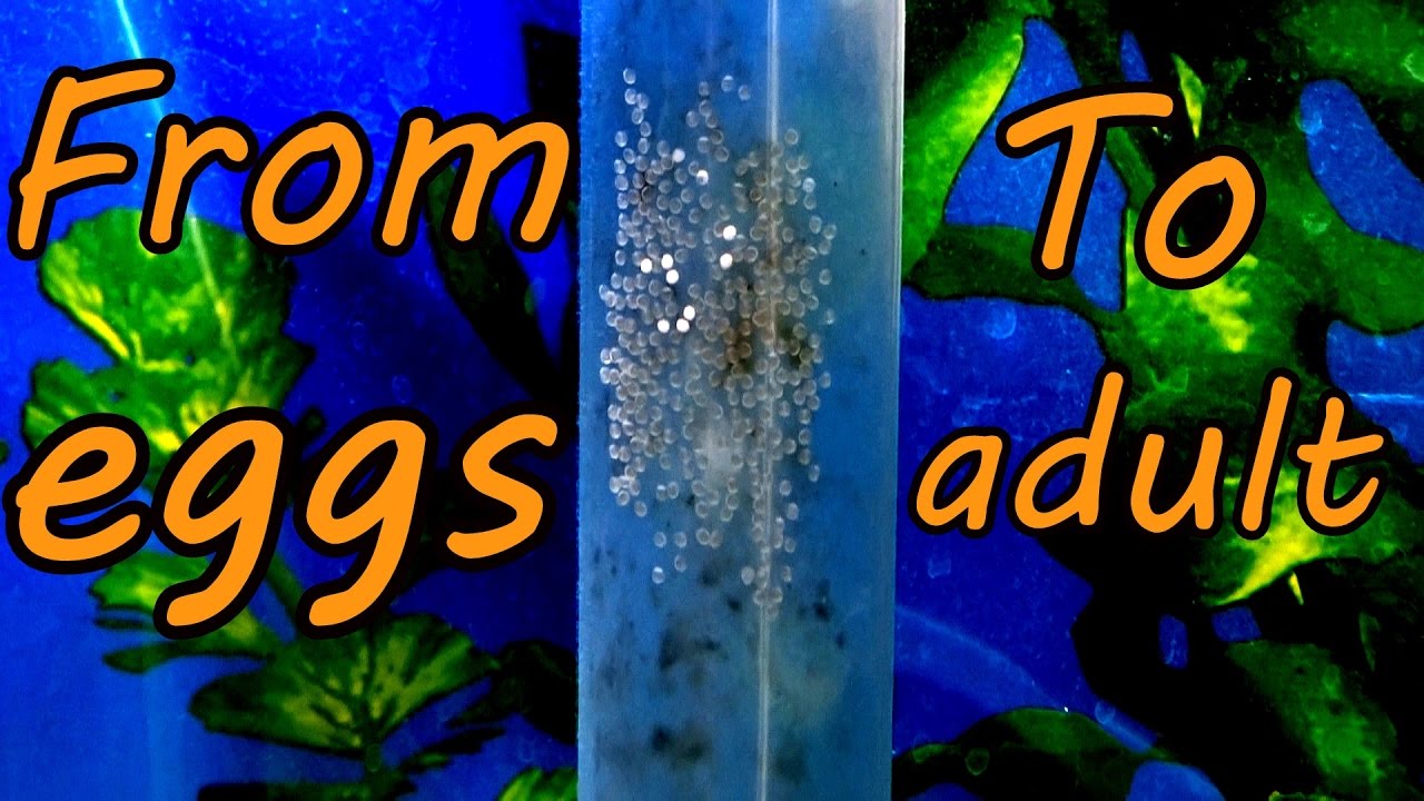 The life cycle of an angelfish from egg to adult.