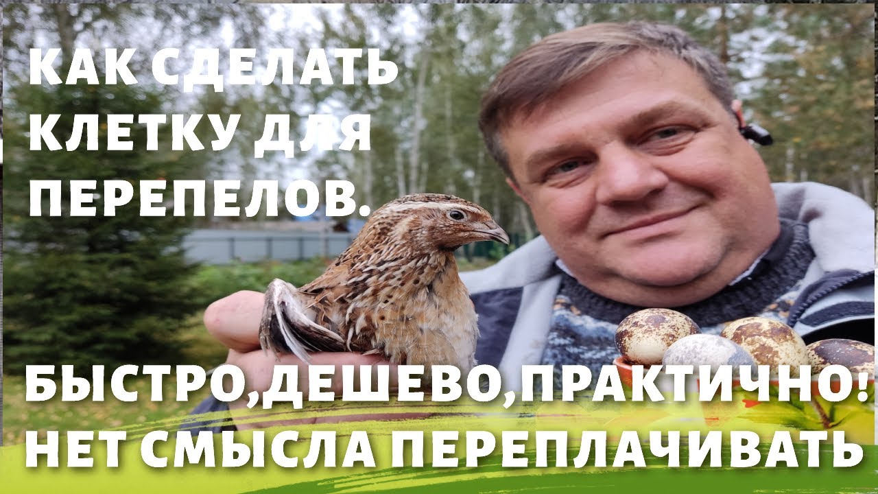 Клетка для перепелов своими руками.
