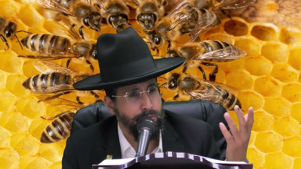 למה דבורה טמאה?🐝🐝🐝 הרב יואל כבתי שליט