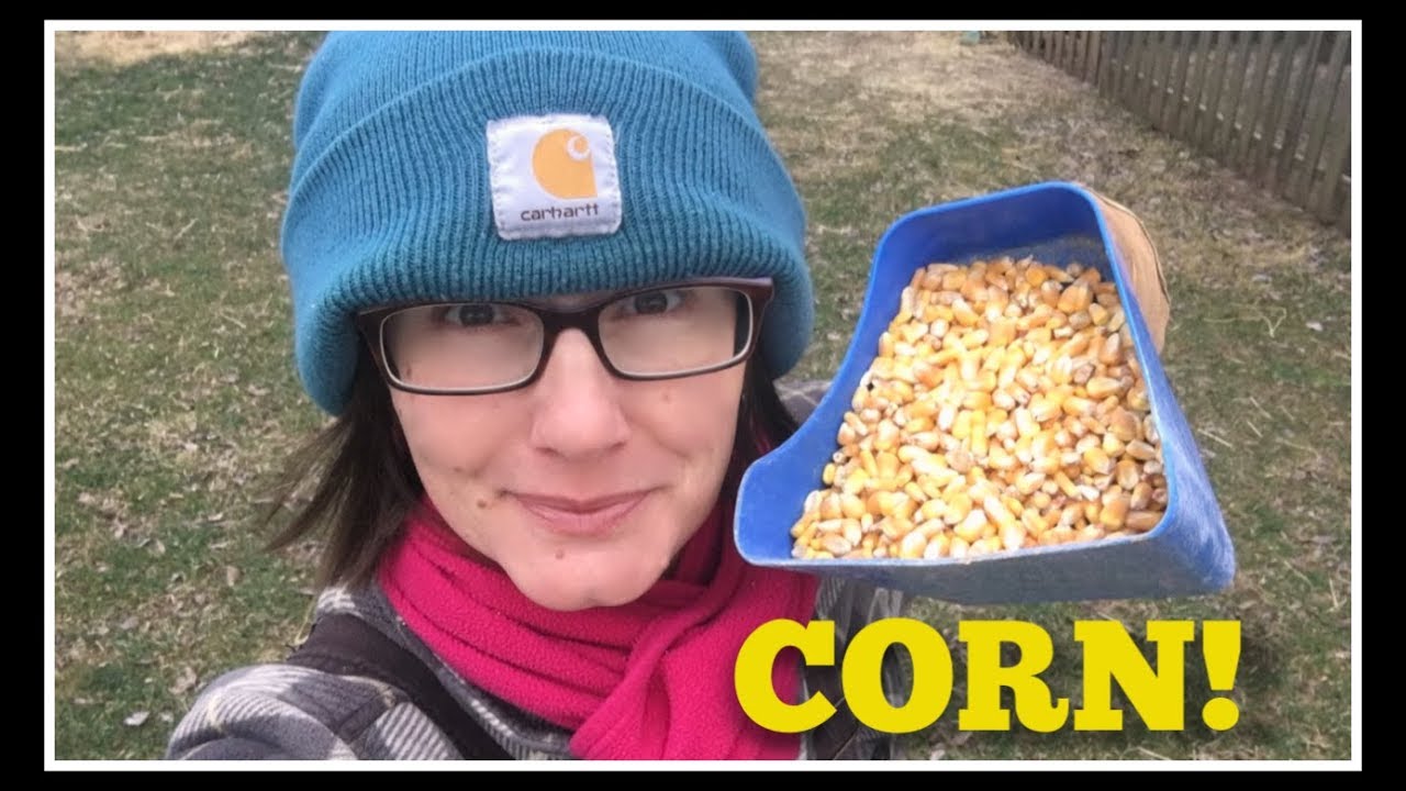 WHY Give CORN to Your Chickens!