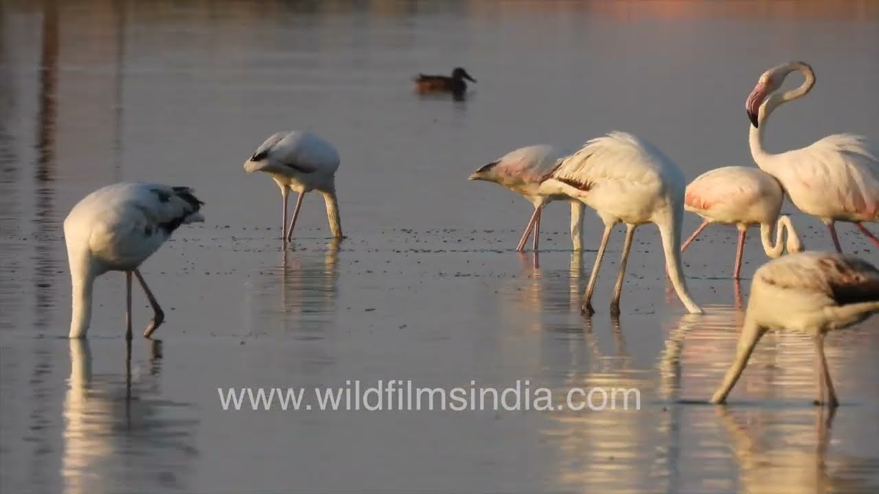 Flamingo flock and ducks in evening reflections at the at Sambhar Lake