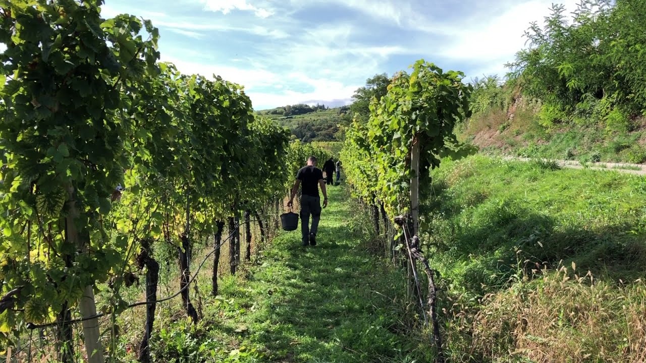 Weinlese 2020 WBS Krems