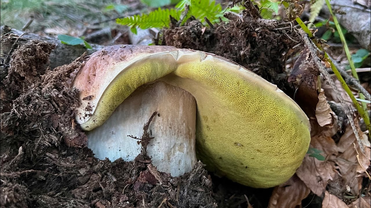 BESTIONI DI MONTAGNA!!! ➖ PORCINI 2023.