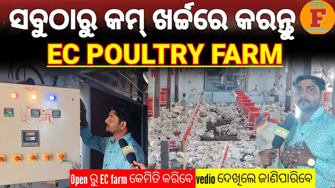 ସବୁଠାରୁ କମ୍ ଖର୍ଚ୍ଚରେ କରନ୍ତୁ EC POULTRY FARM।।How to start Ec poultry farm for Low cost#ecpoultryfarm