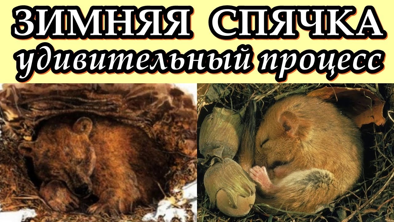 ЗИМНЯЯ СПЯЧКА - Удивительный процесс