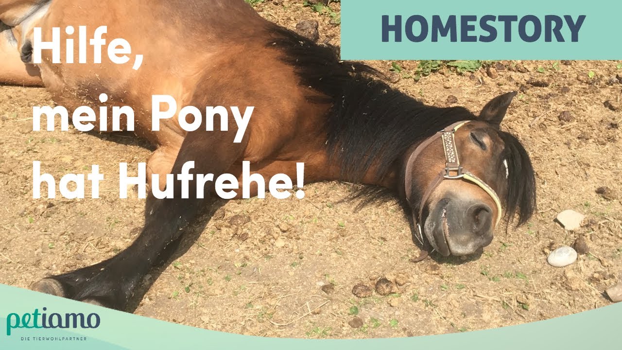 Hilfe, mein Pony hat Hufrehe! - Warum interdisziplinäre Begleitung für das Tierwohl so wichtig ist