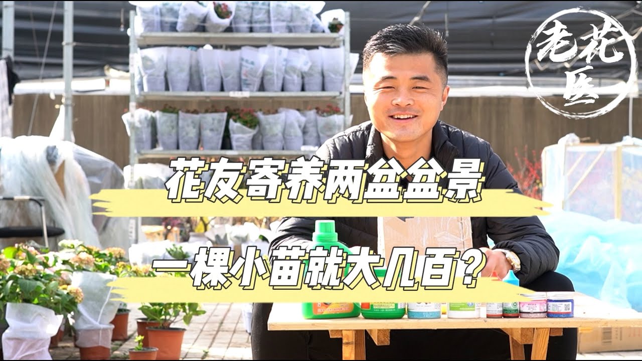 【寄养石化桧】花友寄养两盆盆景，一棵小苗就大几百？石化桧如何养护？A fan sent 2 Petrochemical Junipers, which are planted as bonsai.