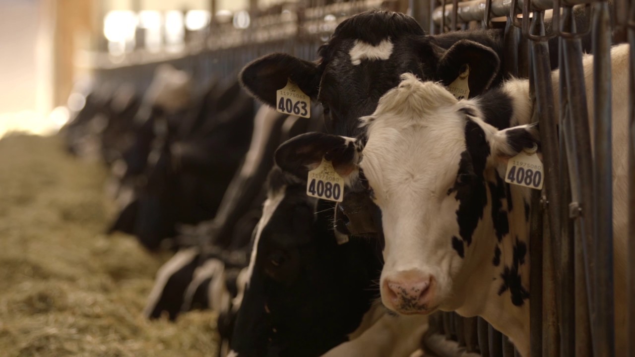 BC Dairy Farmer - AJ Stobbe