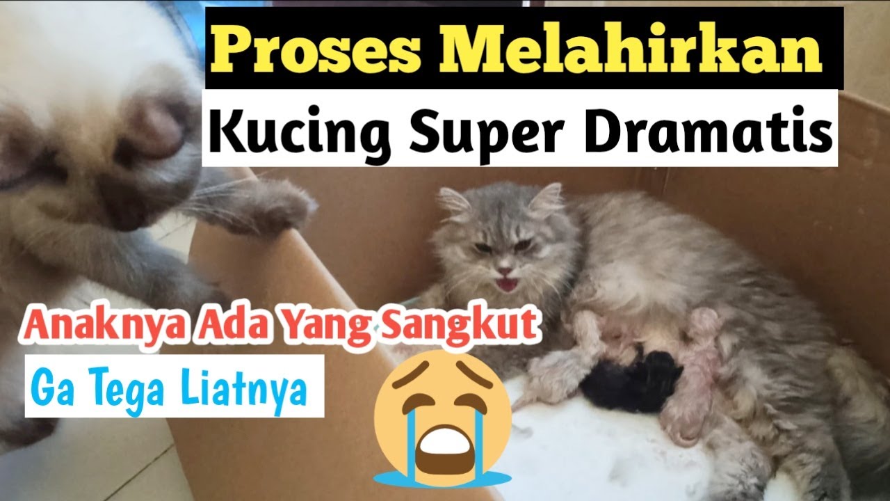 Kasian Banget 😭 Perjuangan Kucing  Melahirkan 4 anak Ada yang Sungsang