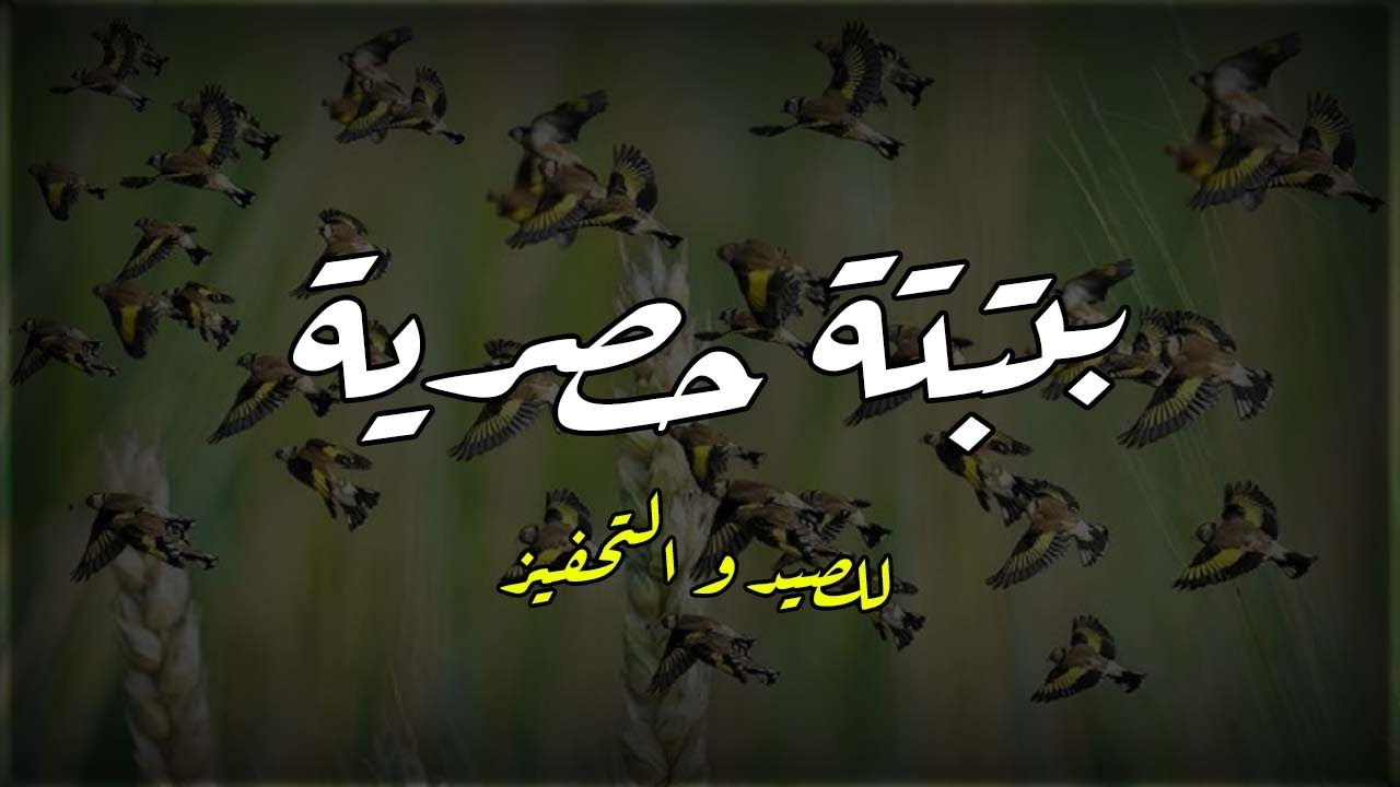 بتبتة لصيد و تحفيز الحسون 2025