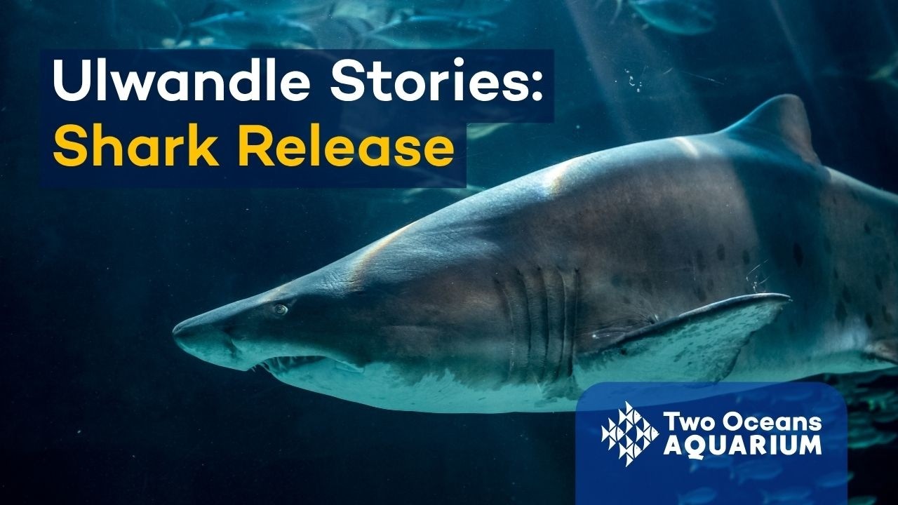 Shark Release - Ulwandle Stories Episode 4
