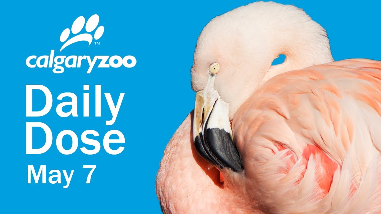 Your Daily Dose: Chilean flamingos