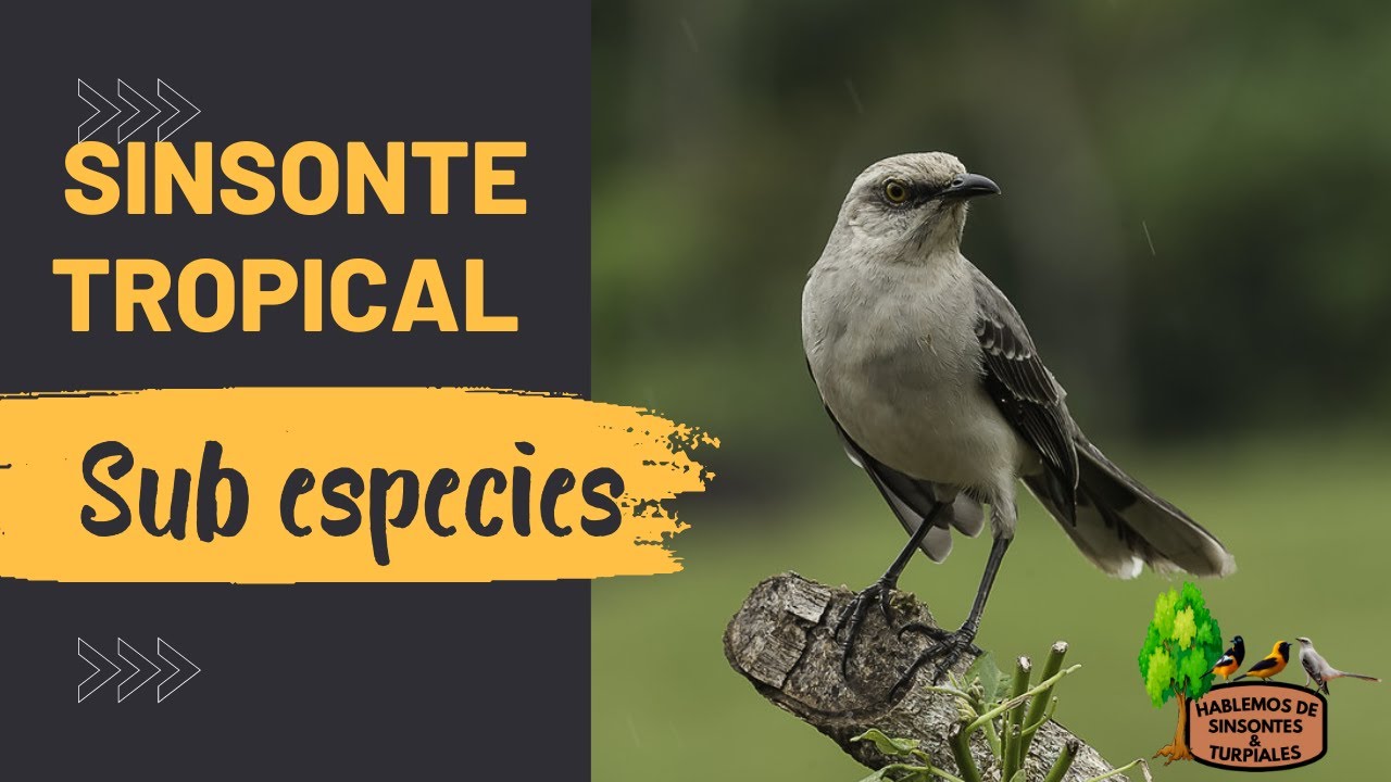 SUB-ESPECIES DEL SINSONTE TROPICAL