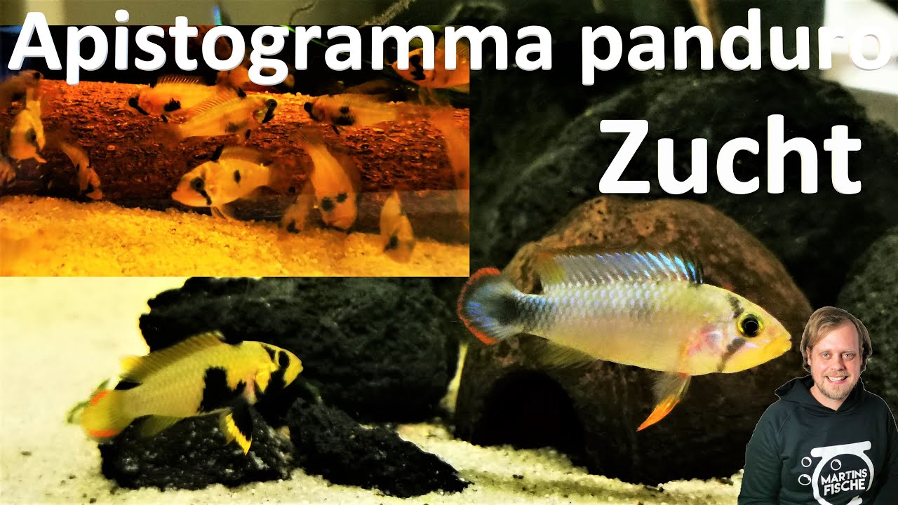 ZUCHT APISTOGRAMMA PANDURO! Super schöne Fische - Ein weiterer Weg der Apistogramma-Zucht