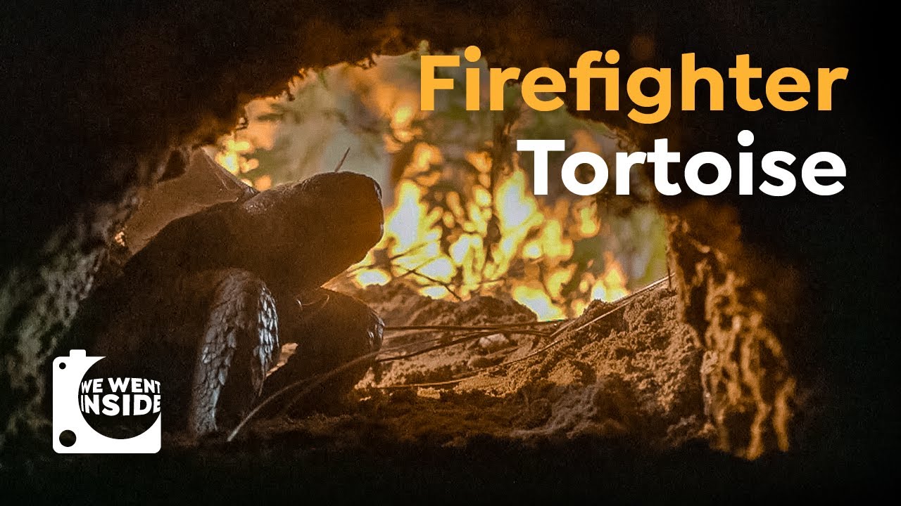We Went Inside a Turtle Burrow I This Turtle Saves 350 Species From Wildfires