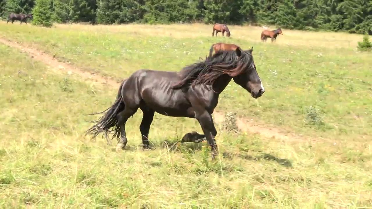 NP Muránska planina - Norik muránsky
