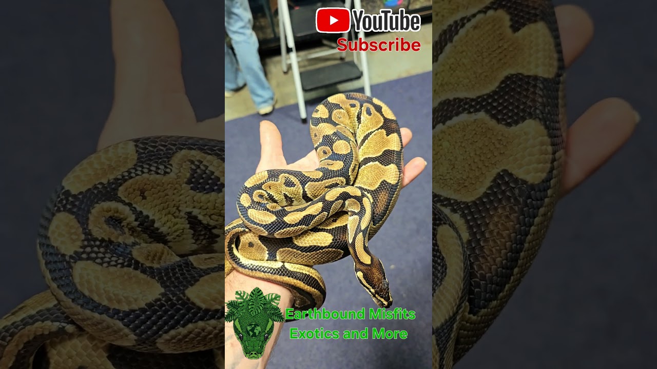 All these ball python morphs and still.....#ballpython #ballpythonlove #ballpythonsnake #royalpython