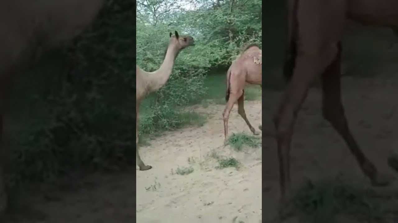 Camel Walking In The Thar Forest #shorts #ytshort #forest