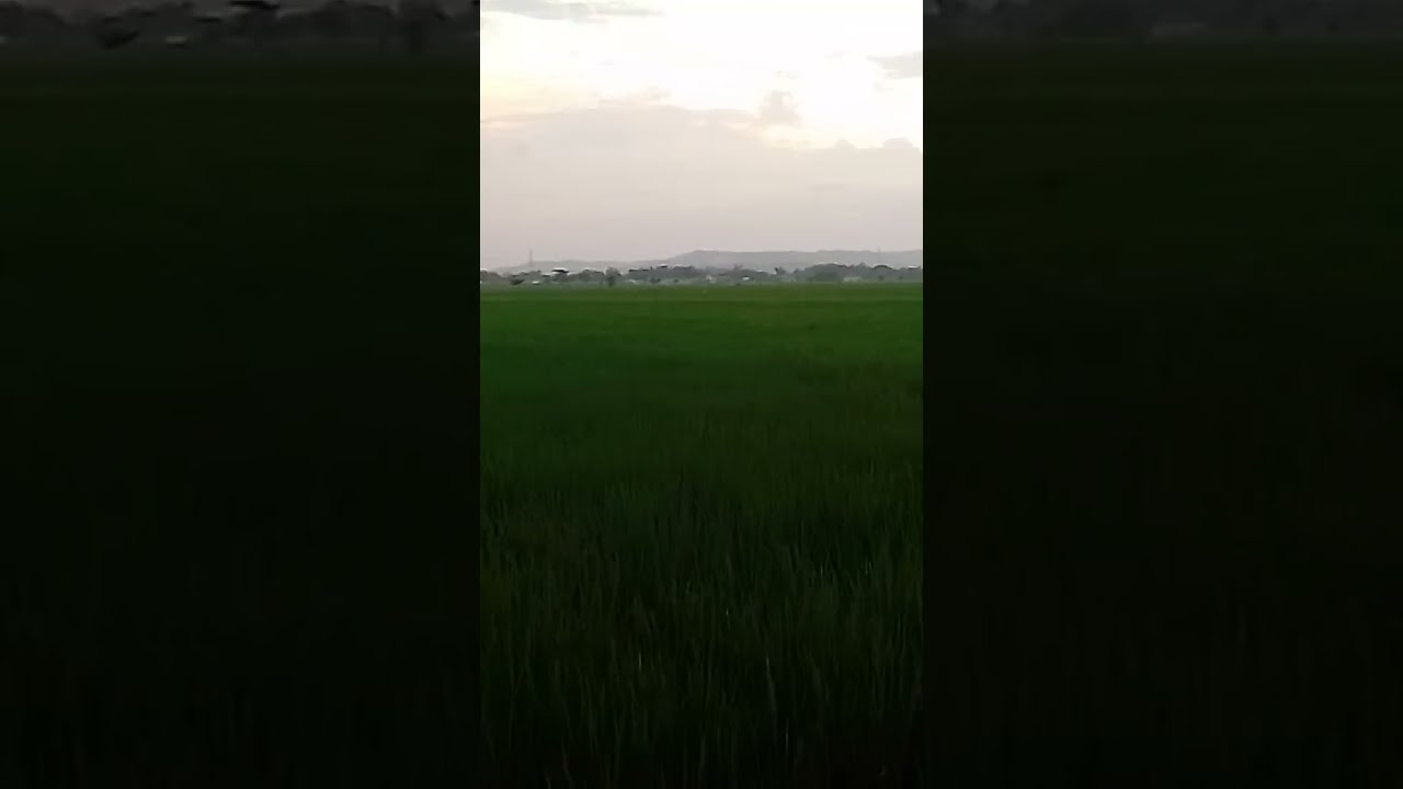 Suasana Senja Hari & Gunung di Kejauhan 