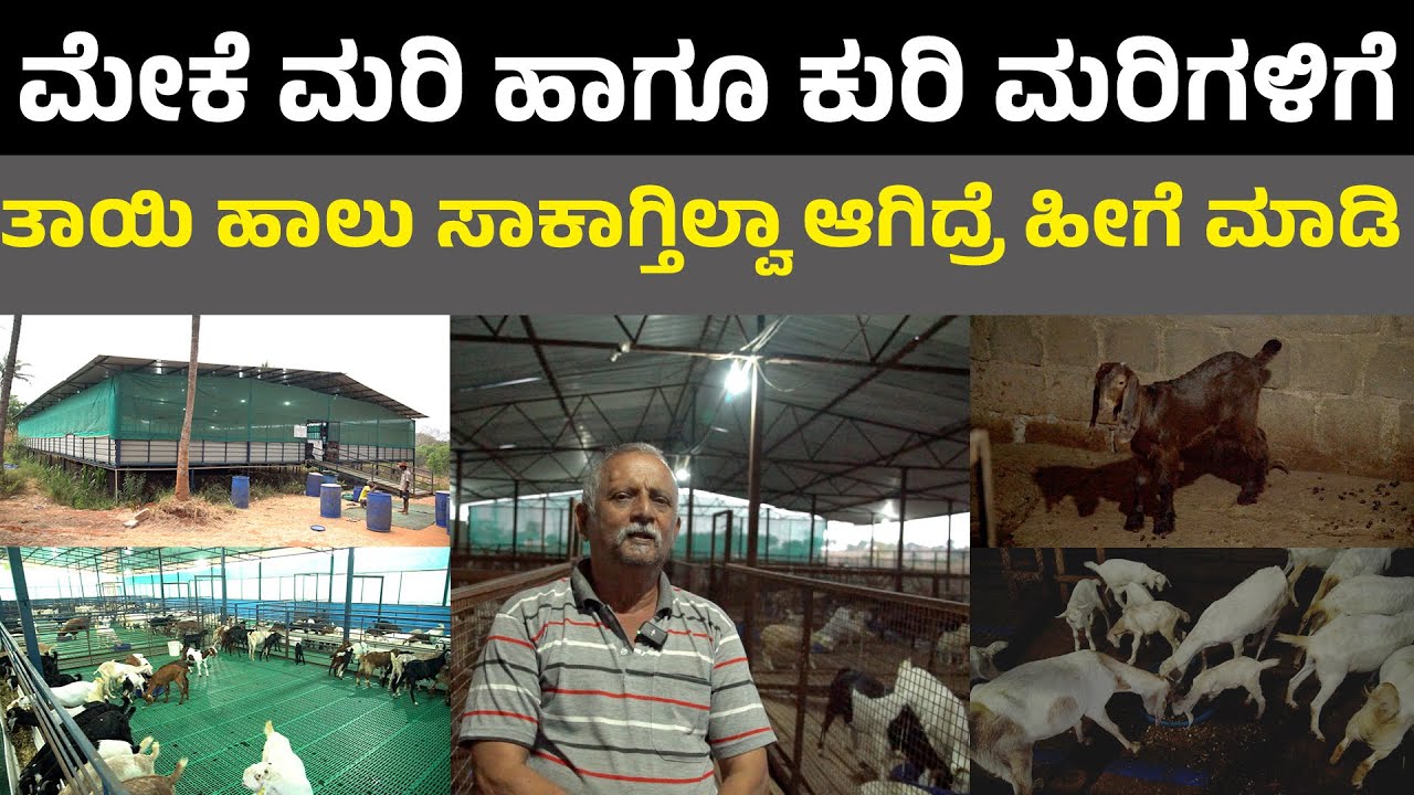 Kidi Milk Replacer ಮೇಕೆ ಮರಿ ಹಾಗೂ ಕುರಿ ಮರಿಗಳಿಗೆ ತಾಯಿ ಹಾಲು ಸಾಕಾಗ್ತಿಲ್ವಾ ಆಗಿದ್ರೆ ಹೀಗೆ ಮಾಡಿ I baby goat