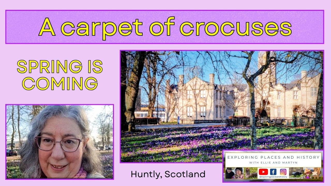 A carpet of crocuses