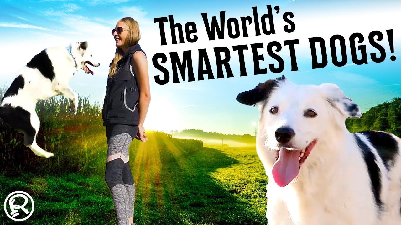 Put Your Paws Together For The World's Smartest Dogs