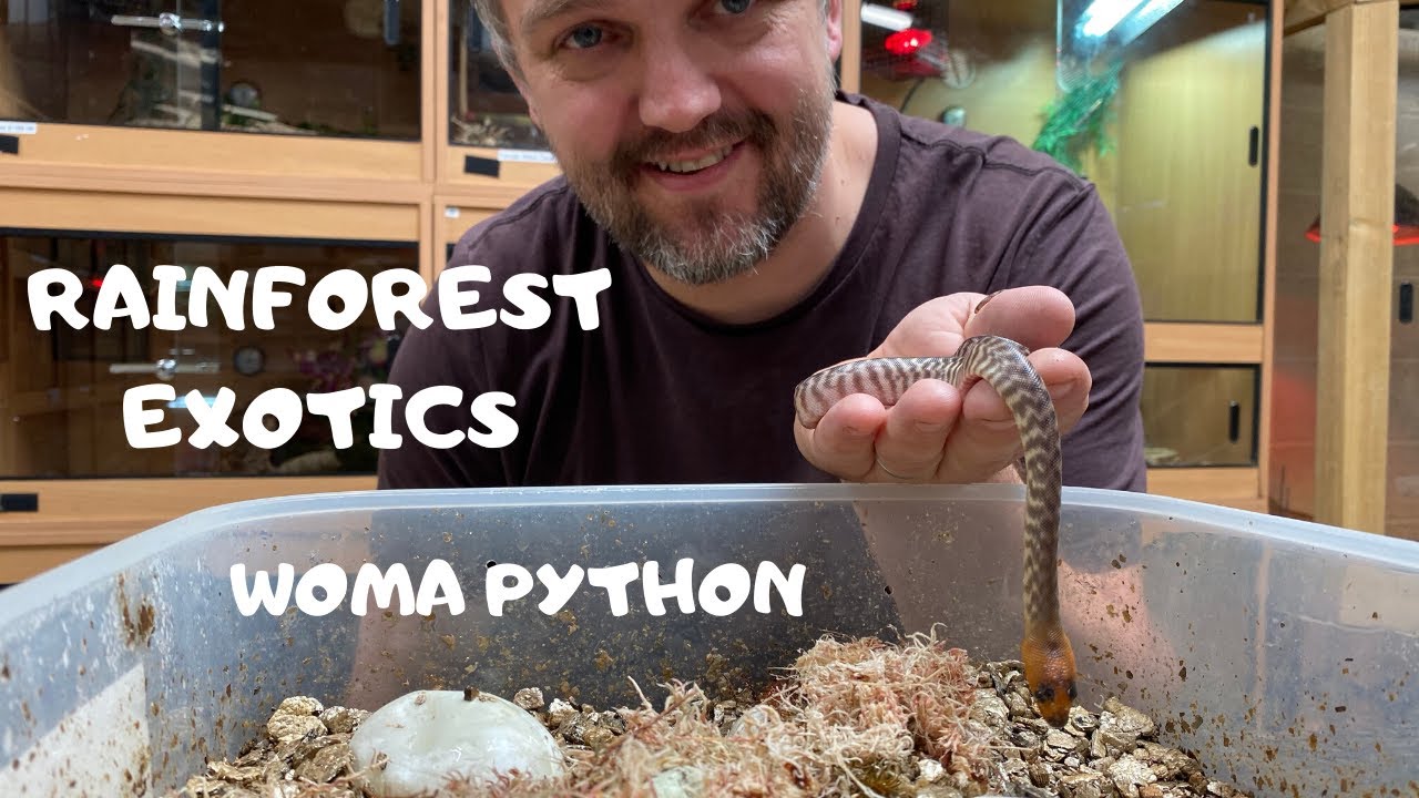 Woma python with hatching babies.