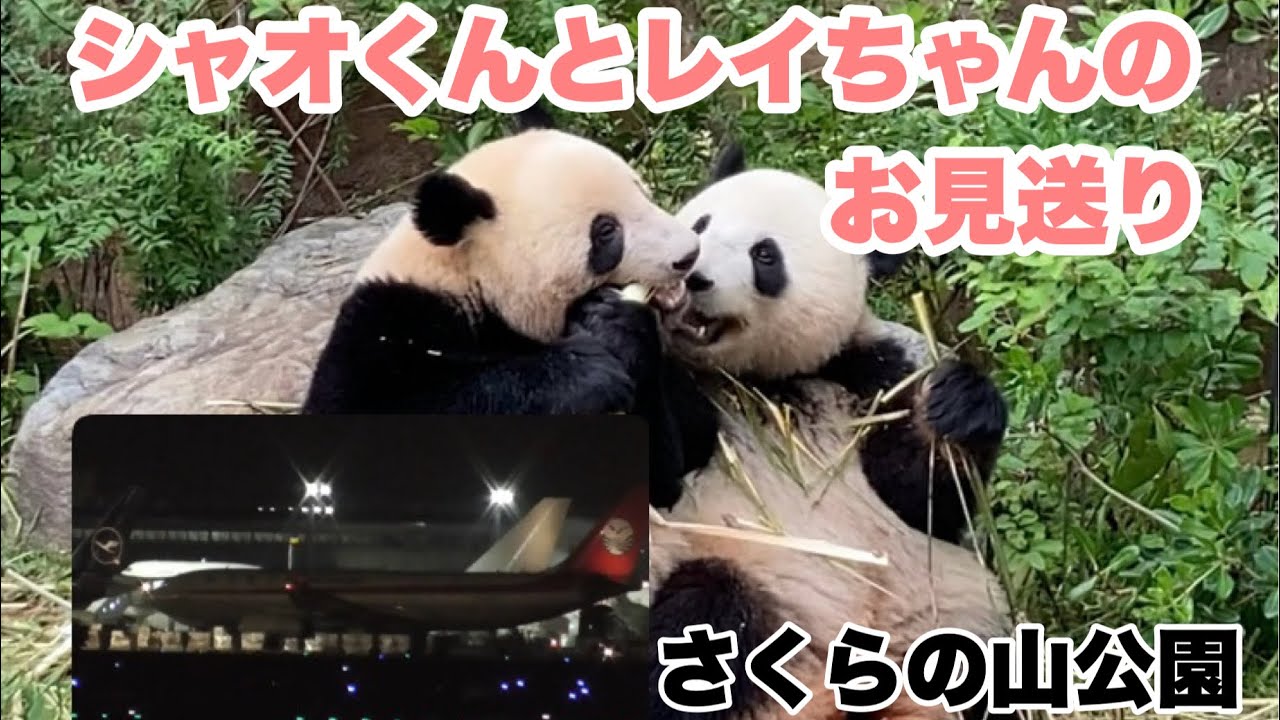 シャオくんとレイちゃんを乗せた飛行機（四川航空の貨物便）を見送りに行ってきました。（さくらの山公園より）　2026.01.27