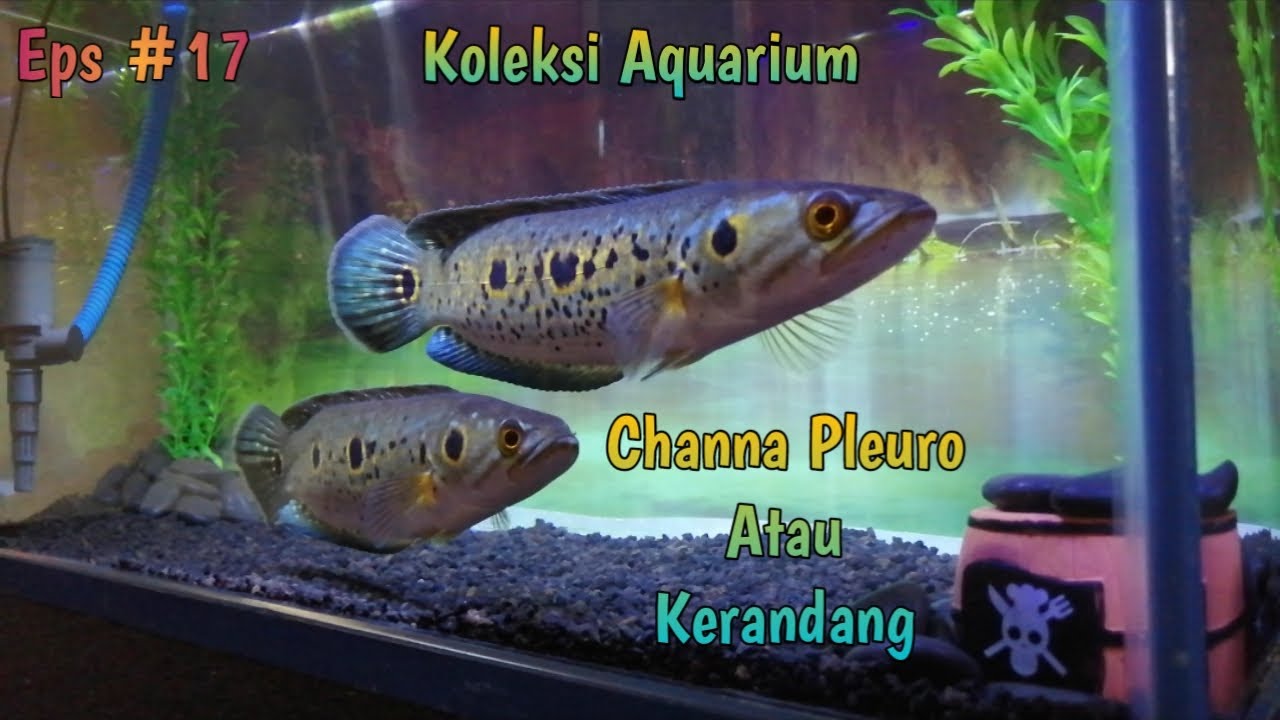 Koleksi Channa Pleuro atau Ikan Kerandang &brvbar;&brvbar;Eps #17 Aquarium&brvbar;&brvbar;