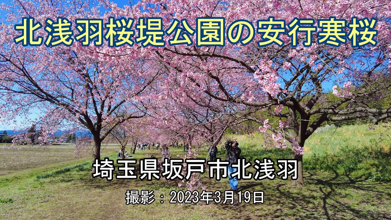 北浅羽桜堤公園の安行寒桜 [4K] Ango Kanzakura (Angyo Winter Cherry Blossoms) in Kitasaba Sakuratsutsumi Park