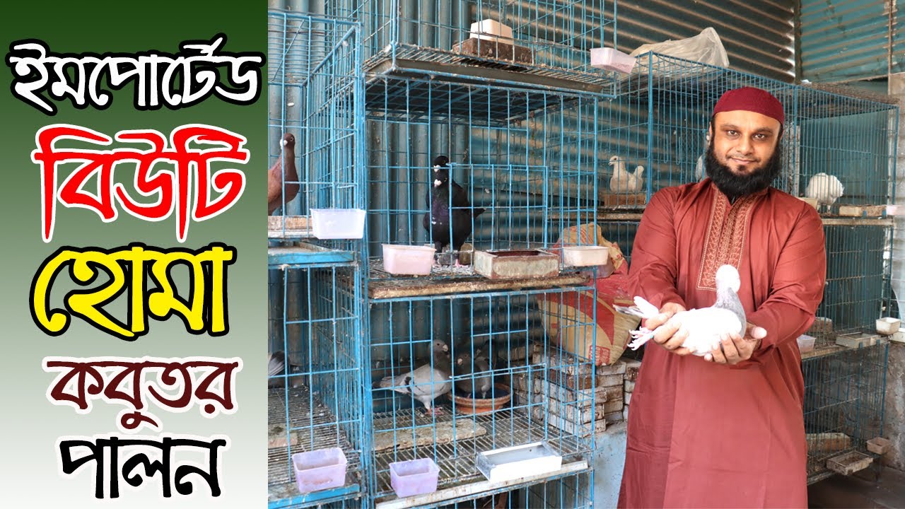 Imported জার্মান বিউটি হোমা কবুতর খামার।মাসে আয় ১ লক্ষ টাকা।Imported Beauty Homa Pigeon