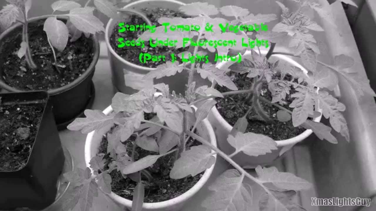 Starting Tomato & Vegetable Seeds Under Fluorescent Lights (part 1)