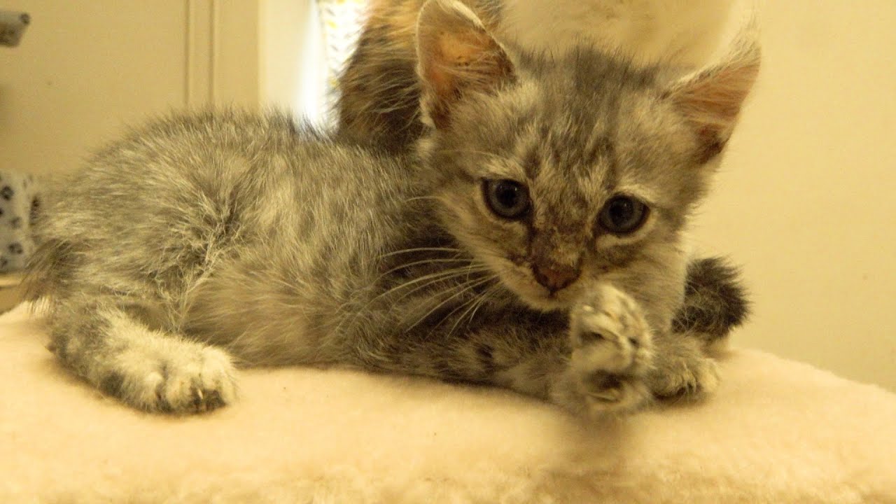 New gifts and kittens in a rented apartment