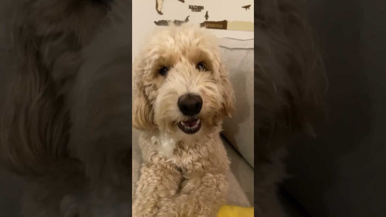 Noodle eating an apple #asmr #minigoldendoodle #goldendoodle #dog #apple