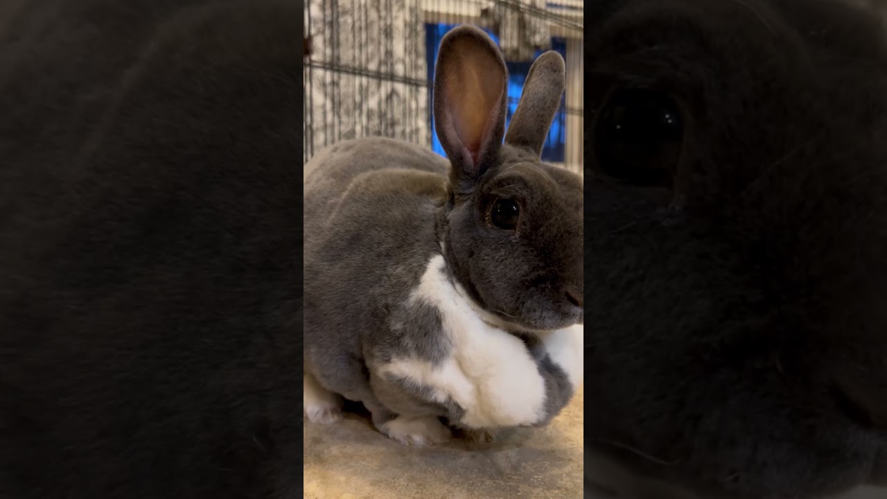 Morning Time with Ms Bunny