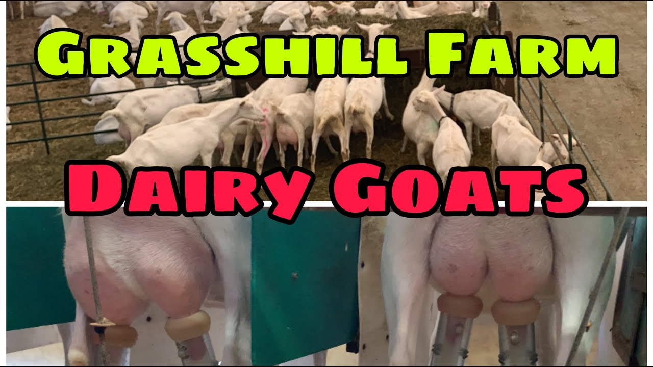 Saanen Dairy Goats: Grass Hill Farm Tour I Goats milk