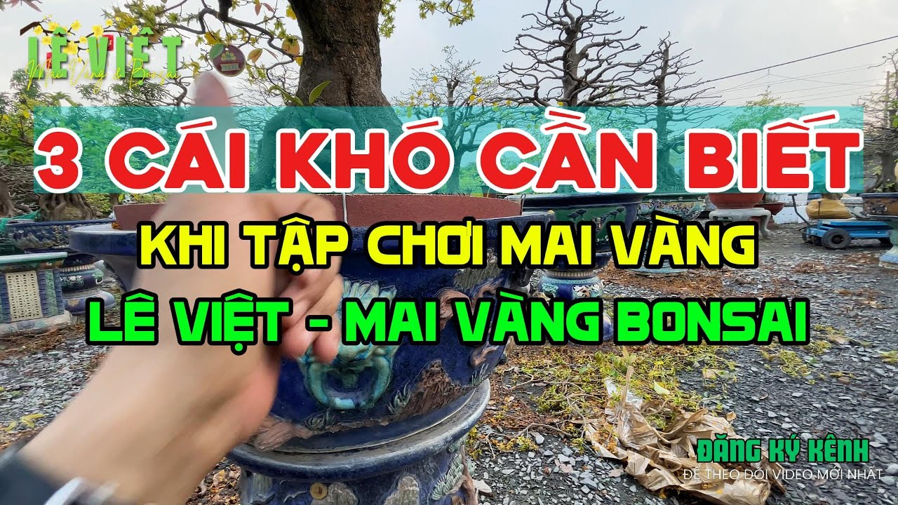 03 điều cần biết khi mới Tập Chơi Mai Vàng: Canh Nước - Trị bệnh & Bón Phân -Lê Việt Mai Vàng Bonsai