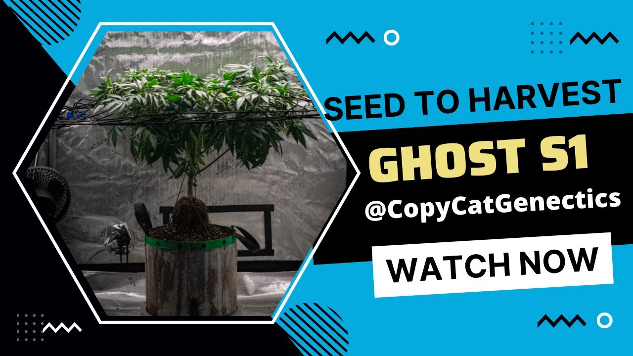 SEED TO HARVEST GHOST S1 FROM (COPYCAT GENETICS) IN THE 2x4 ADVANCED GROW KIT FROM AC INFINITY