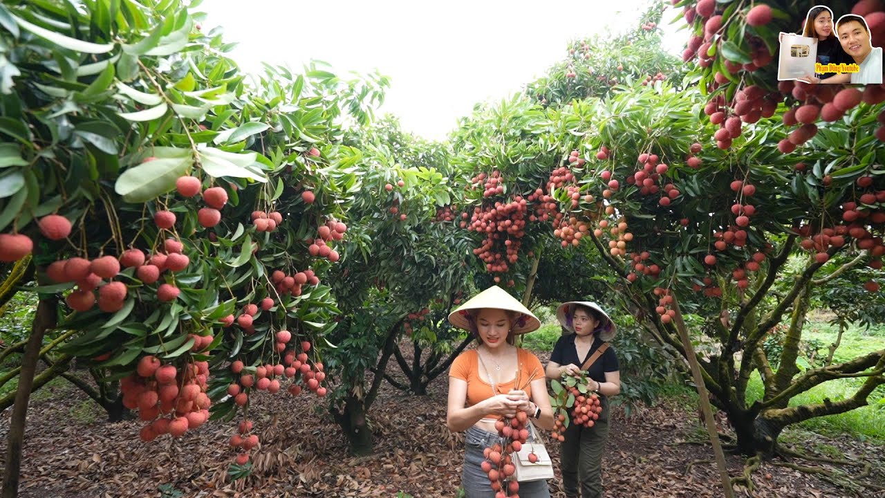 Số Đặc Biệt Phần Cuối: Vườn Vải Thiều tuyệt đẹp và Tình cảm tuyệt vời của người dân Lục Ngạn