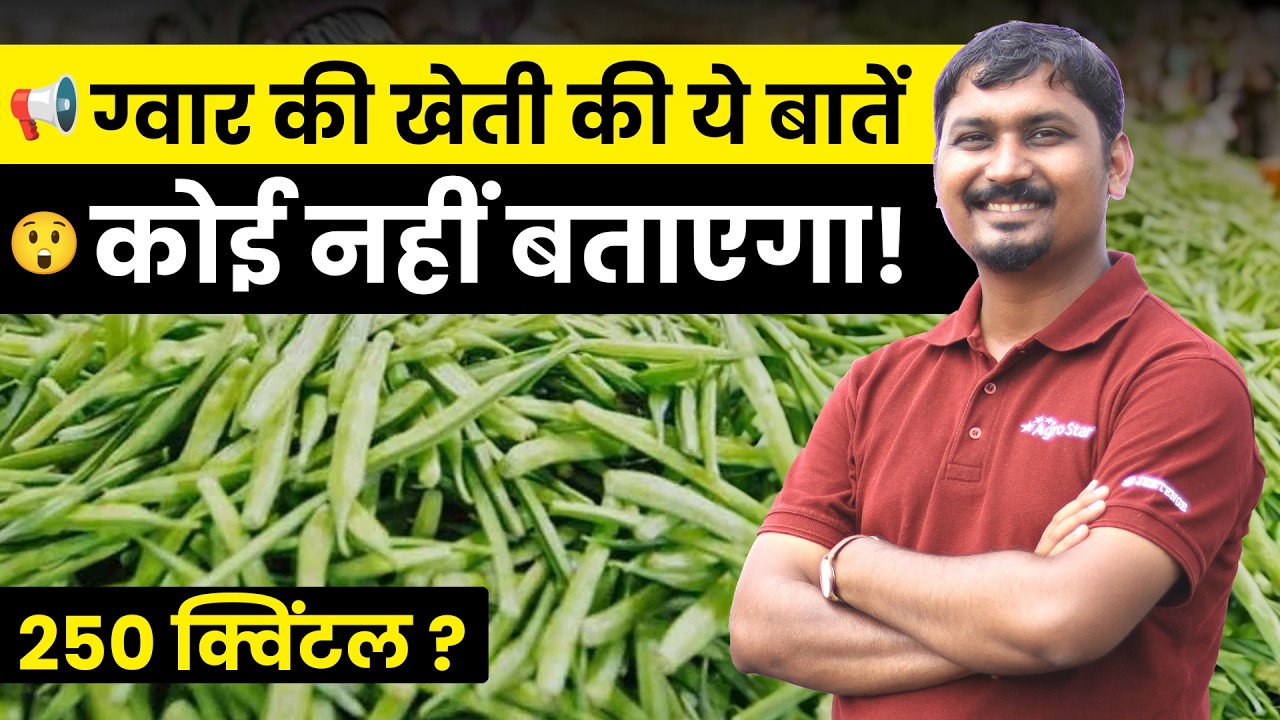 ग्वार की खेती | Gawar ki Kheti | Cluster beans farming | Gwar Ki Kheti | AgroStar #gawarphali