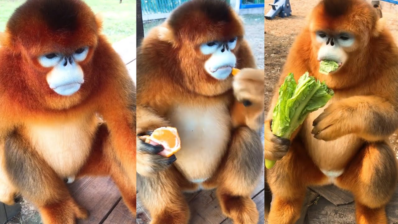 Golden snub-nosed Monkey eating lettuce and carrot |ASMR